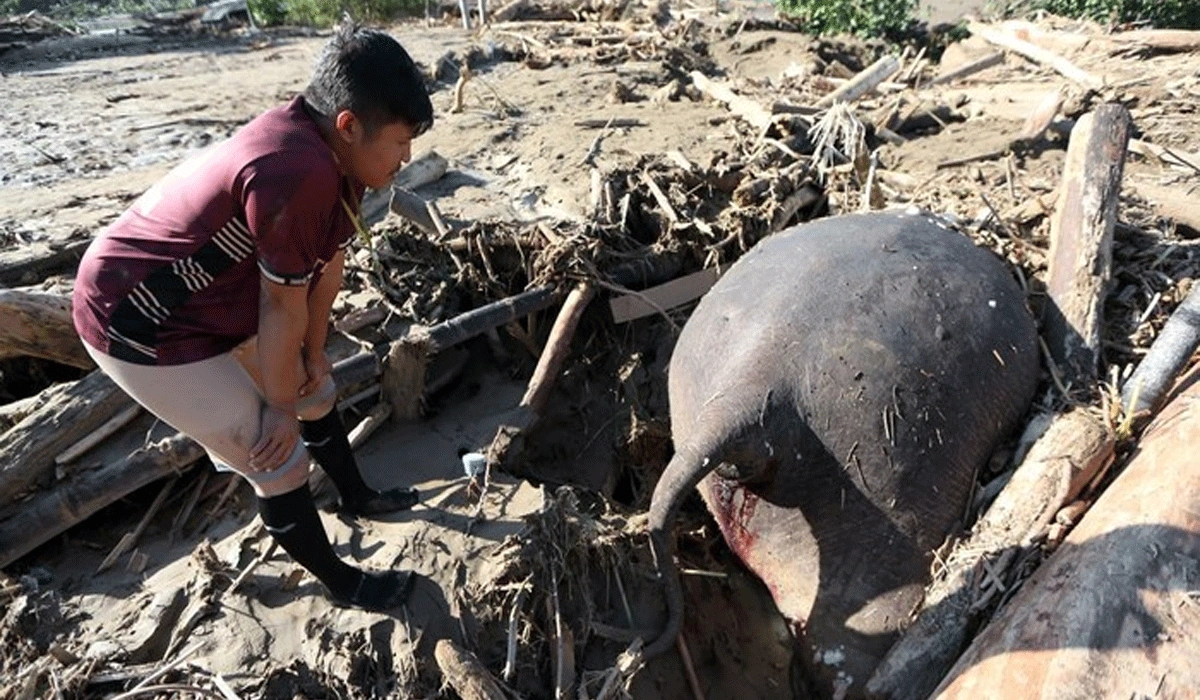Tragedi di Aceh, Gajah Sumatera Tertimbun Banjir Pidie Jaya