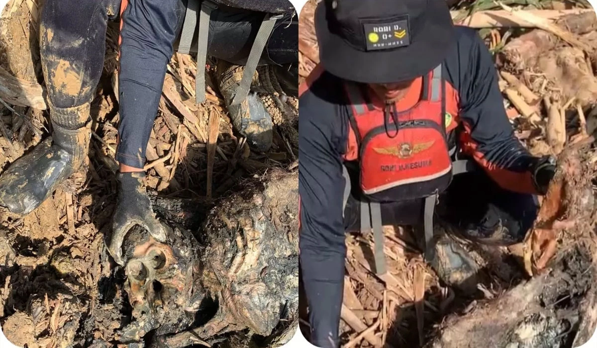 Orangutan Tapanuli Ditemukan Tewas Saat Pencarian Korban Banjir Batangtoru