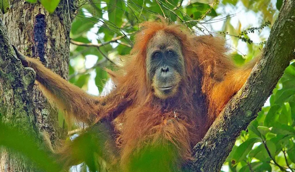 Orangutan Tapanuli Ditemukan Tewas Saat Pencarian Korban Banjir Batangtoru