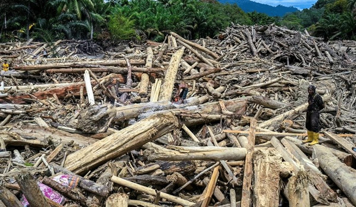 Menteri LH, Kayu Gelondongan Banjir Sumatera Bukan Dari Hulu Batang Toru