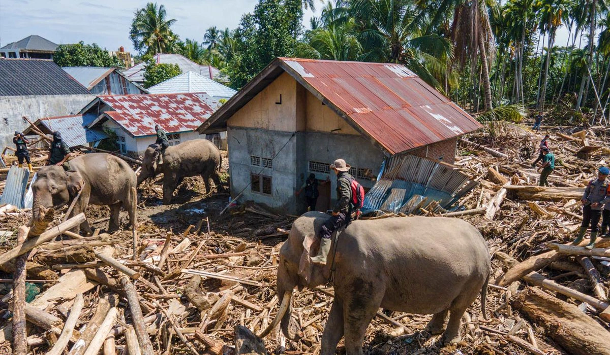 Gajah Terlatih Ikut Bersihkan Puing Pasca Banjir Bandang di Aceh